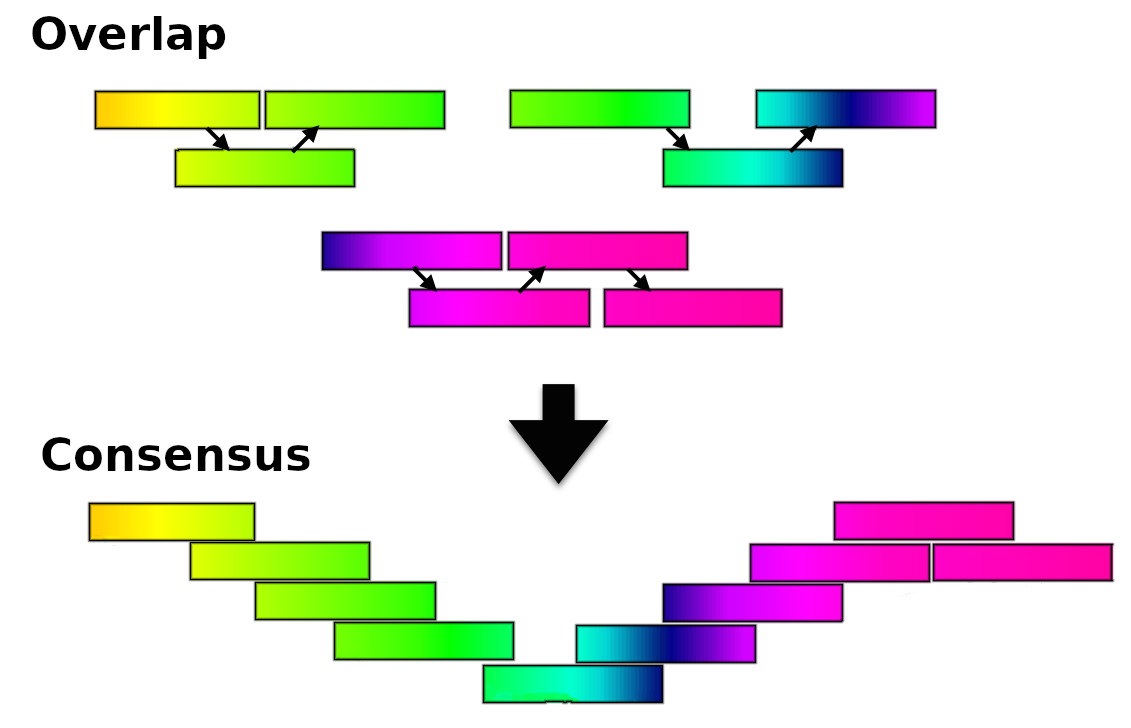 Rainbow coloured reads are aligned locally to make small high quality overlaps. These are then built up into a larger consensus with the entire rainbow.