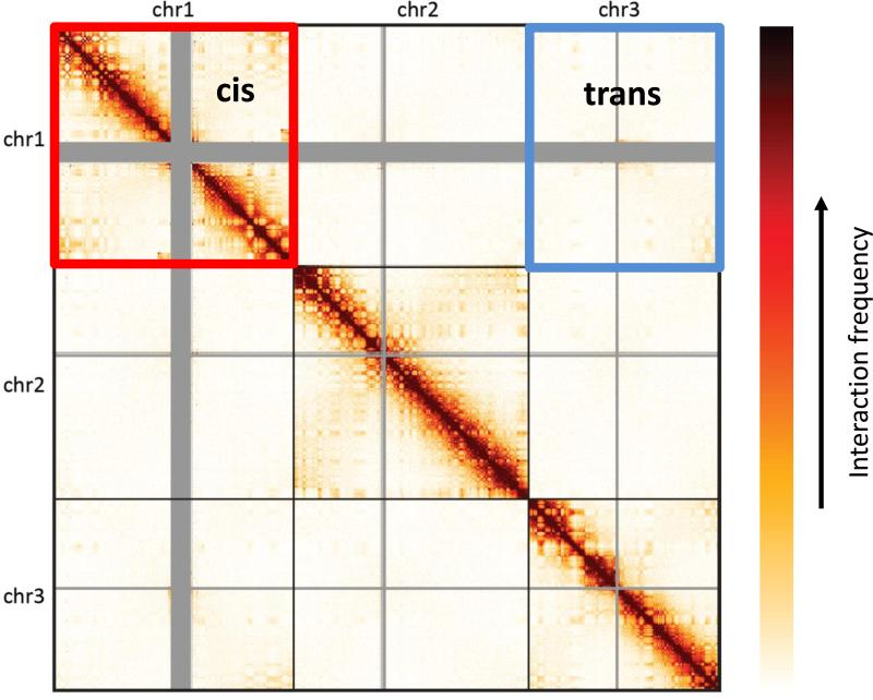 Figure 12: Hi-C map. 