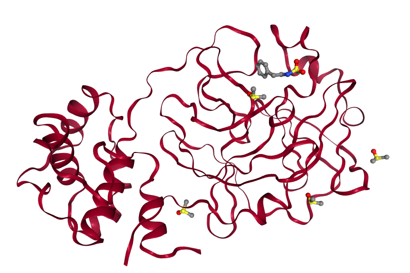 MPro structure, with a fragment bound. 