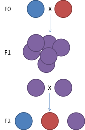 The genetic map type F2. 