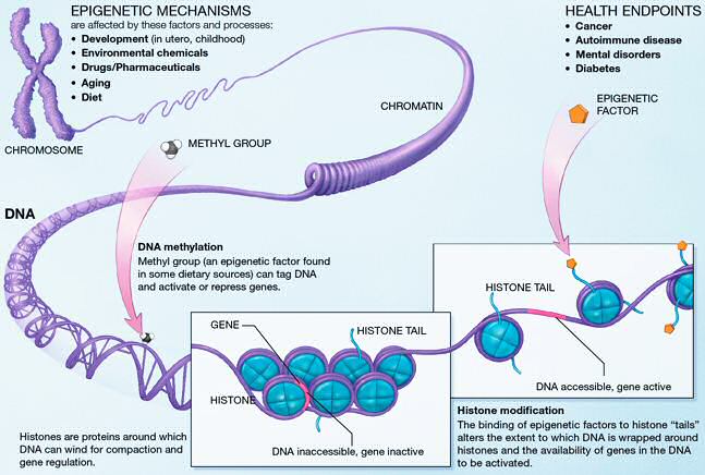 epimechanism. 