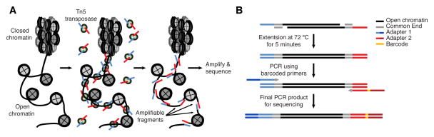 Introduction To Atac Seq Data Analysis