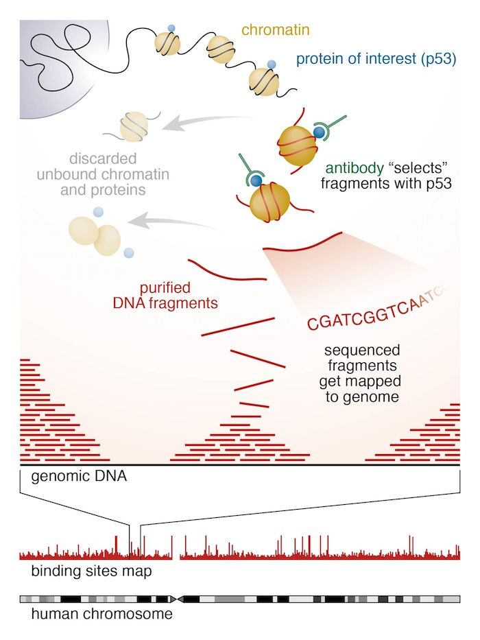 ChIP-seq workflow. 