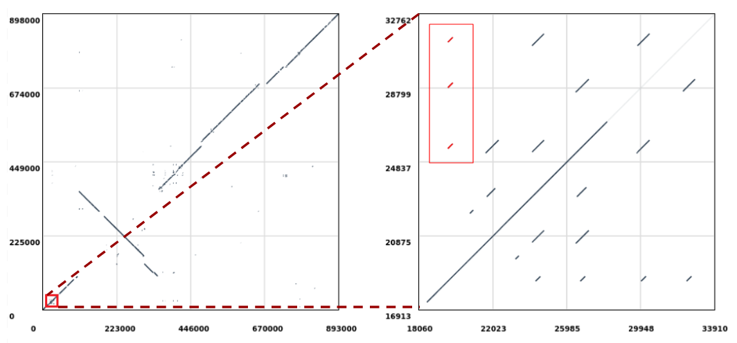 Mycoplasma hyopneumoniae comparison example. 