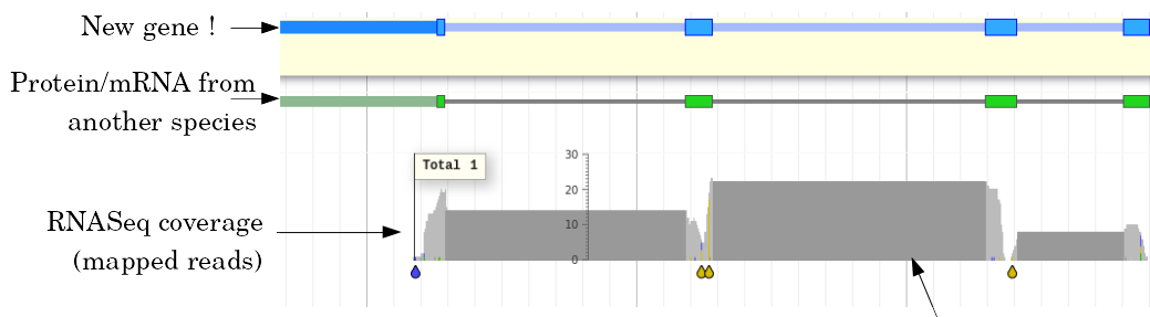 Screenshot of genome browser with a new gene at the top, a row with protein/mRNA from other species used as evidence, and a final row with RNASeq coverage indicating mapped reads.