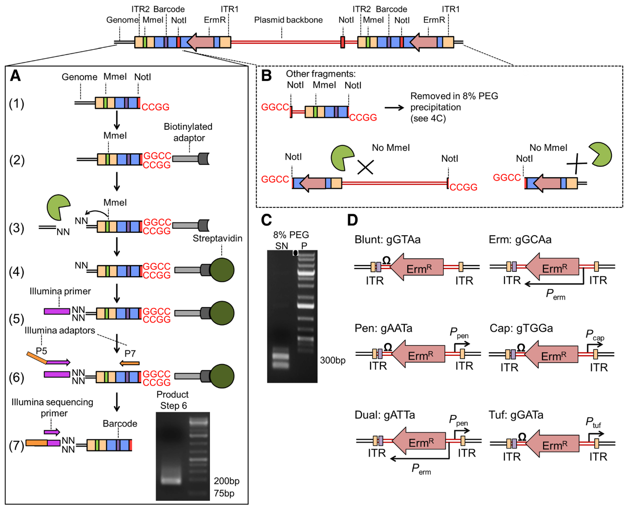 Structure of the transposon containing several parcodes and adapters. 