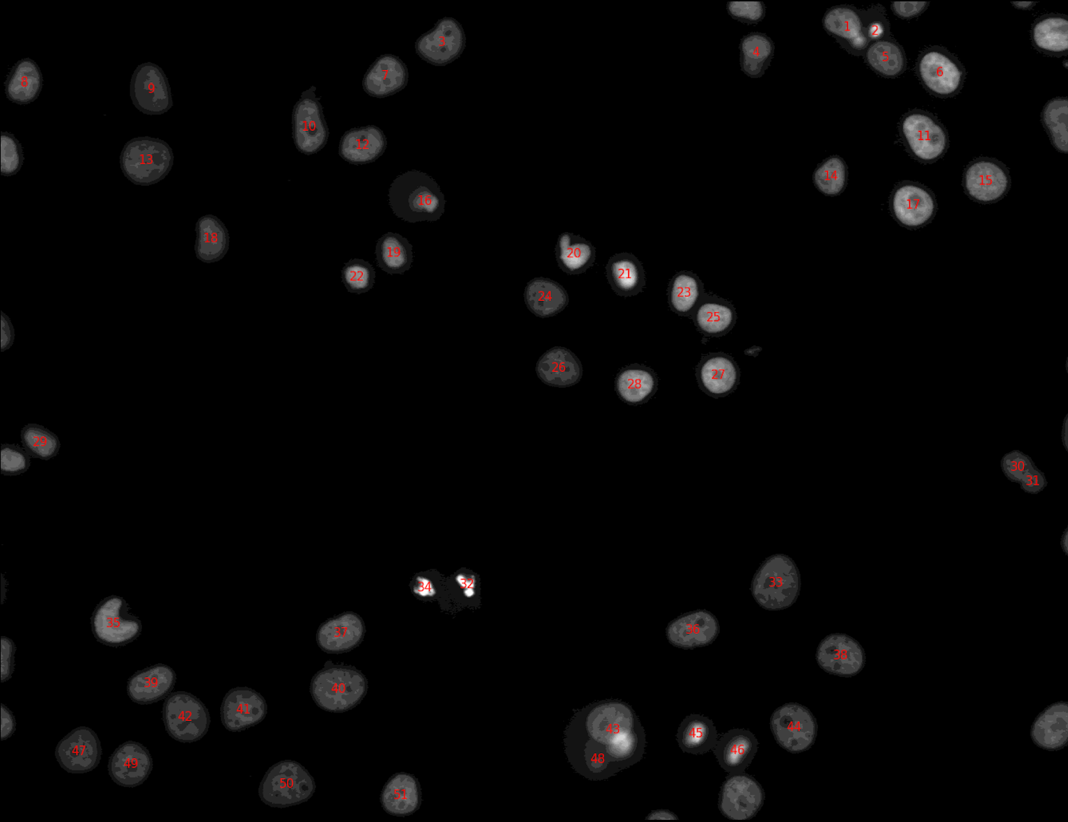 Identified nuclei with labels. 