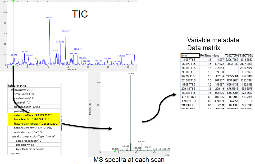 Picture representing steps from the raw data to the peak table, each step being linked to the next one by an arrow. Step 1 is a graphic showing a TIC for on sample. Step 2 is a part of an XML file where fields as retention time, base peak m/z, and base peak intensity are noticeable. Step 3 is an example of MS spectrum with the mention that an MS spectrum can be found at each scan. Step 4 (last one) is a part of a spreadsheet table listing ions in lines with 2 "retention time" and "mass" columns, plus columns of intensities (one per sample).