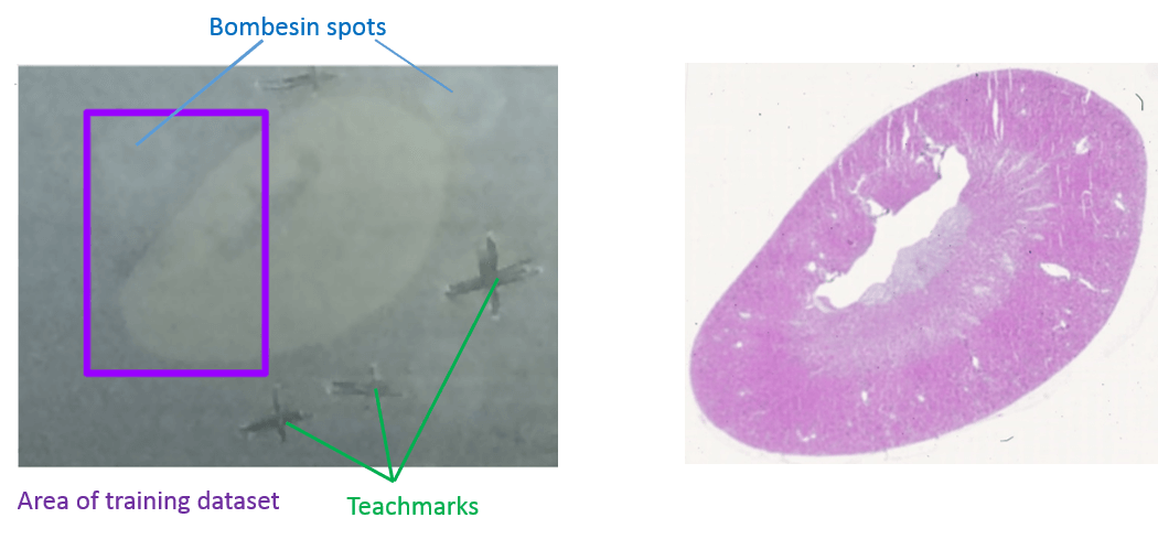 mouse kidney image. 