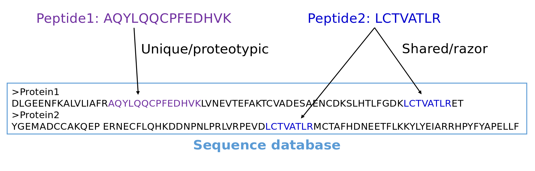 another fasta file is shown with regions of two sequences highlighted. In the first a uniue region is. A shared/razor region is highlighted in both.