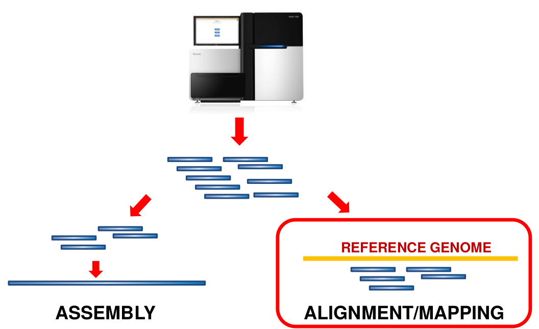 Mapping vs assembly