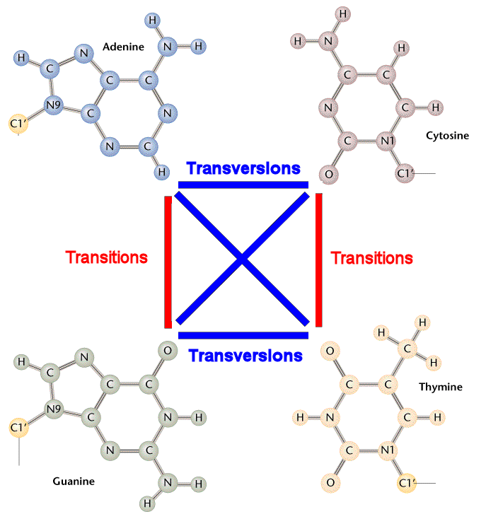 Transitions and transversions