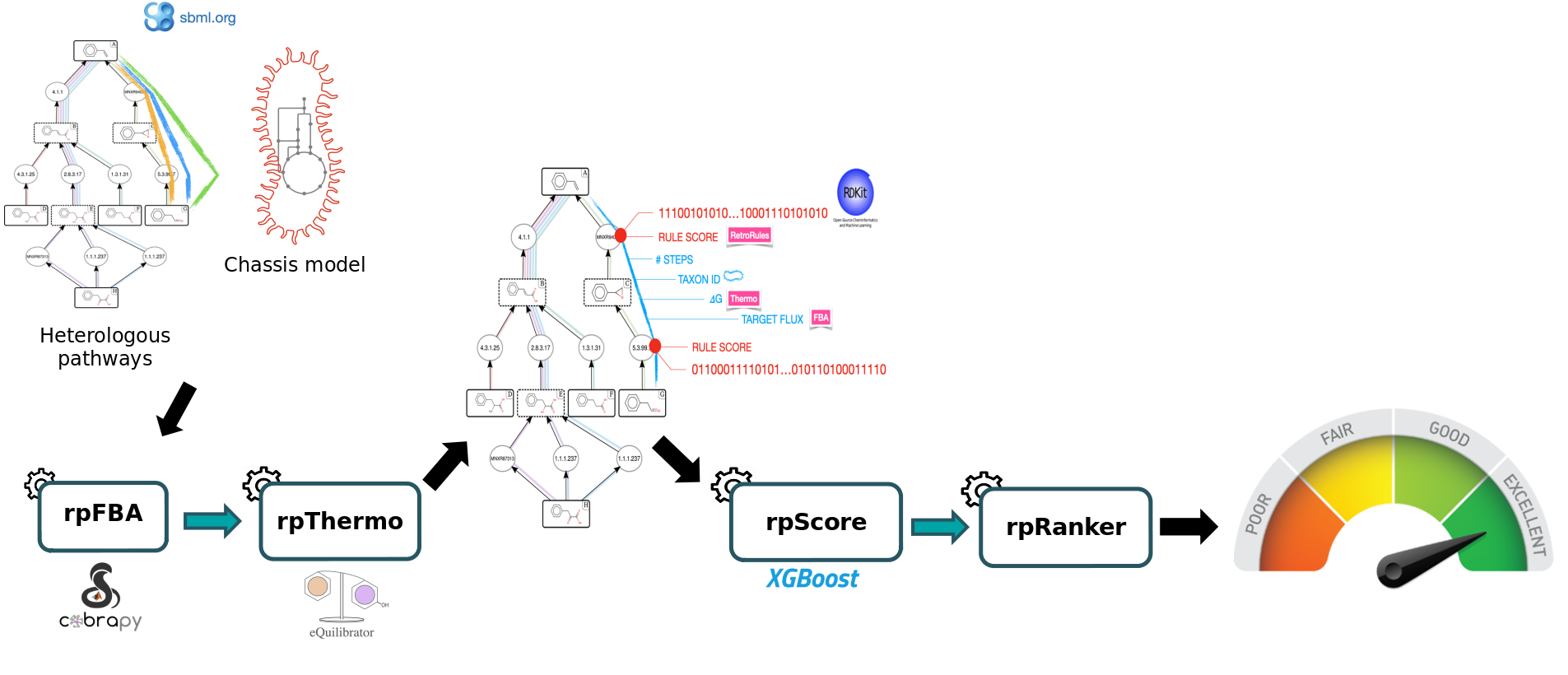 This scheme represents the pathway analysis workflow enabling the identification of the best pathways for producing a molecule of interest. To do that the workflow takes as input the collection of pathways to be scored and the metabolic model of the chassis (all files are SBMLs). Iteratively, each pathway is merged with the chassis model, and several metrics are evaluated such as the target production flux (using the rpFBA tool) and the thermodynamics of the pathway (using the rpThermo tool). A global score of each pathway combining these metrics with others is computed using a machine learning method (with the rpScore tool). Finally, the pathways are ranked from best to worst according to their global score (using the rpRanker tool). During the workflow, all metrics are stored as SBML annotations. The final output is a CSV file which contains the pathway IDs and their corresponding global score.