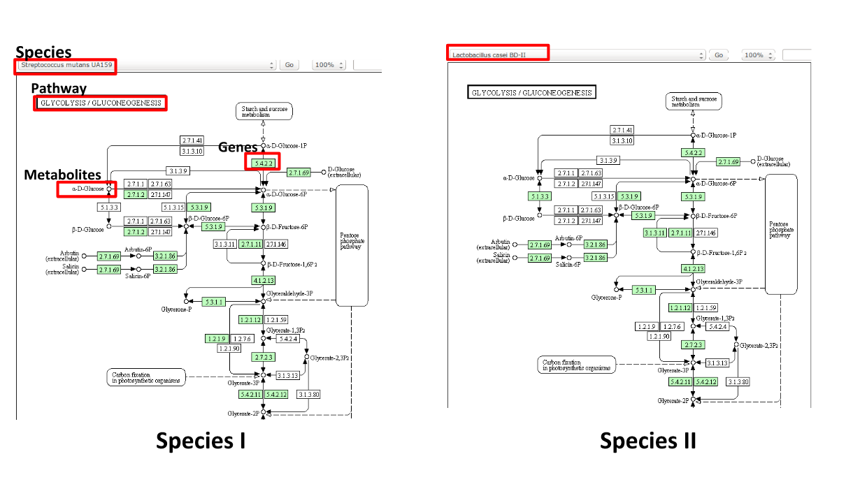 KEGG species view