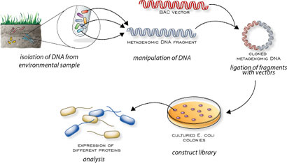 sample collection from environment to sequence data. DNA is isolated, manipulated, ligated together with a BAC vector, before a library is constructued and the expression of different proteins analysed in a live sample.