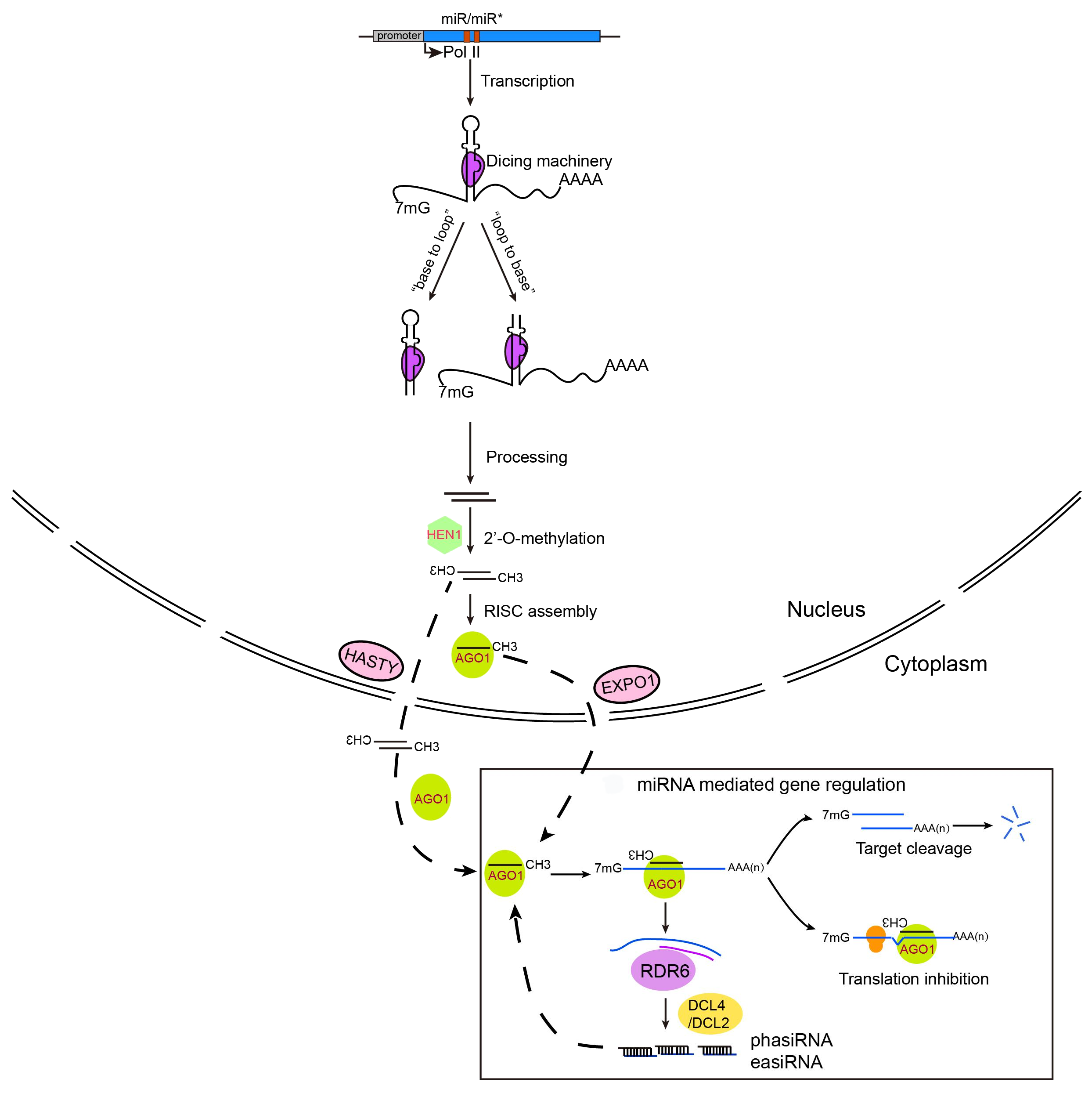 plant microRNAs