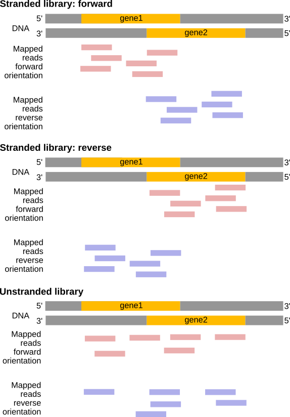 How to estimate the strandness?