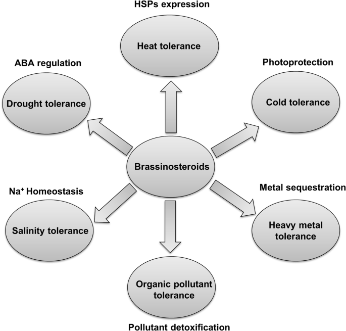 role of brassinosteroids