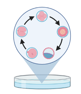 Petri dish with a magnified scheme of embryonic development