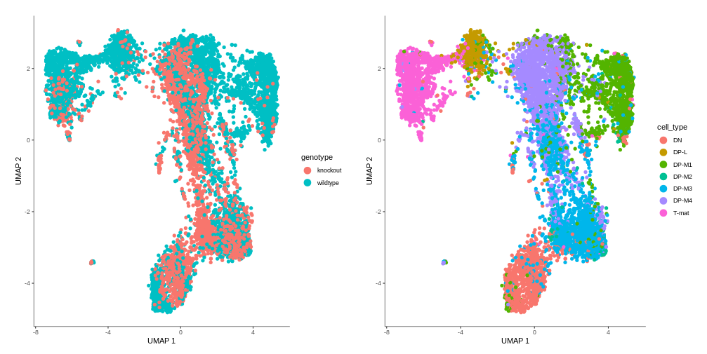 Genotype data plotted on the obtained graph, compared with the cell types graph. Cell types DP-M1, DP-L and T-mat are mainly wildtypes, while for other cell types the distribution is fairly even.