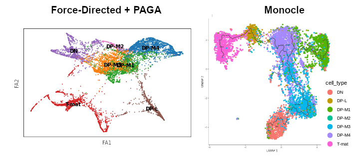 First graph shows the trajectory inferred by using Scanpy + Force-Directed + PAGA (DN connecting equally with DP-M2 and DP-M3, then going to DP-M1, and branching out to DP-M4, then going down to DP-L and finally turning into T-mat).  Second graph shows the trajectory inferred by using Monocle (DN connected to DP-M2 and DP-M3, then DP-M4 has DP-M1 on the right and DP-L on the left, and DP-L comes to T-mat).