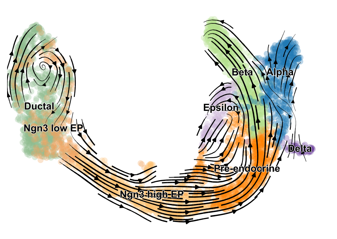 scVelo plot showing arrows going in ordered directions both within the cell types and between them