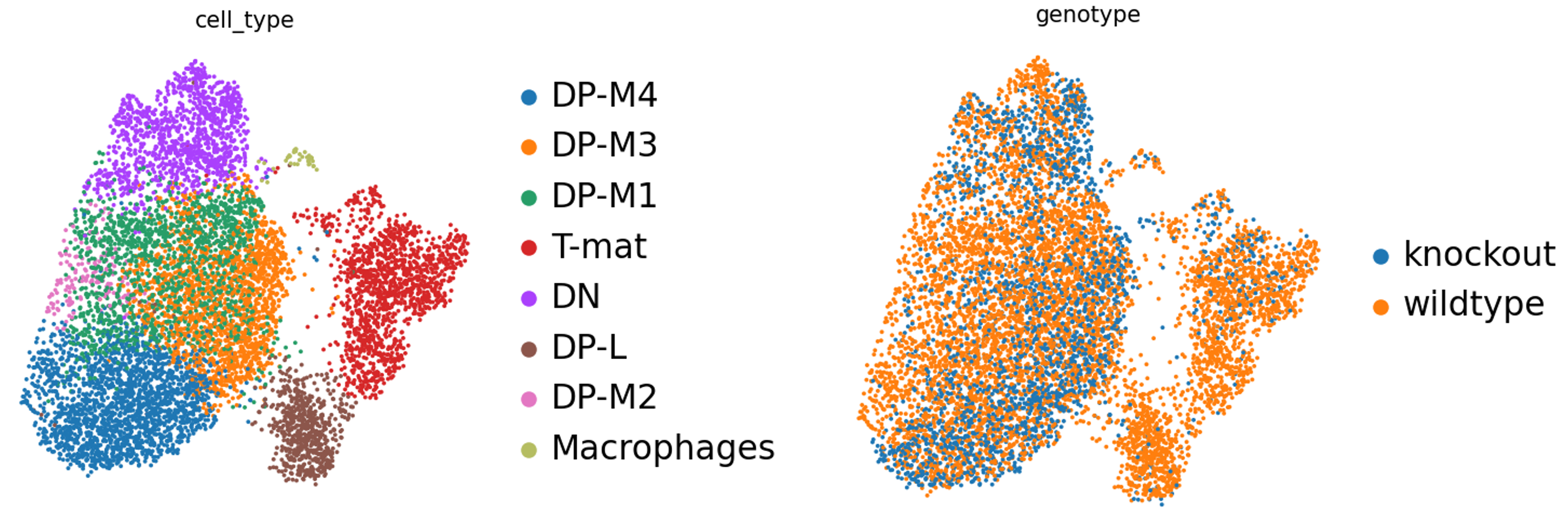 Genotype Images. 