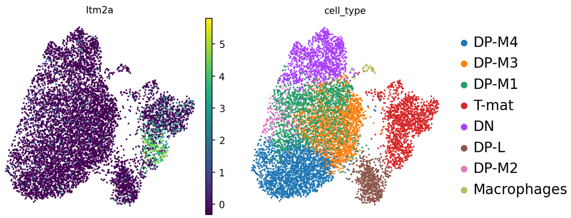 Itm2a Expression. 