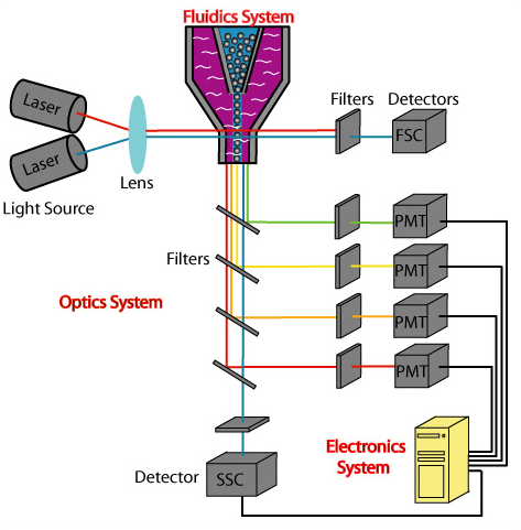 Caricatura de un sistema de flujo con dos láseres apuntando a un lente que dirige el rayo de luz para incidir en el flujo de células. La luz pasa por filtros y detectores ópticos para medir la cantidad de luz reflejada mediante un detector acoplado a un sistema electrónico.