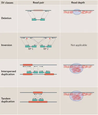 SVs lead to CNVs. 